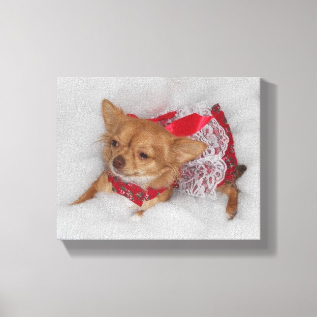Dressy chihuahua leinwanddruck (Vorderseite)
