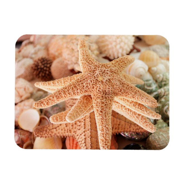 Dried sea stars sold's as erinnerungen 2 magnet (Horizontal)