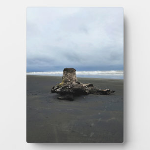 Driftwood am Strand von Benson, Cape Enttäuschung, Fotoplatte