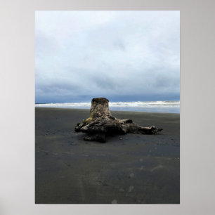 Driftwood am Strand von Benson, Cape Enttäuschung, Poster