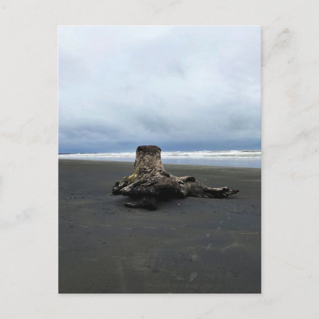 Driftwood am Strand von Benson, Cape Enttäuschung, Postkarte (Vorderseite)