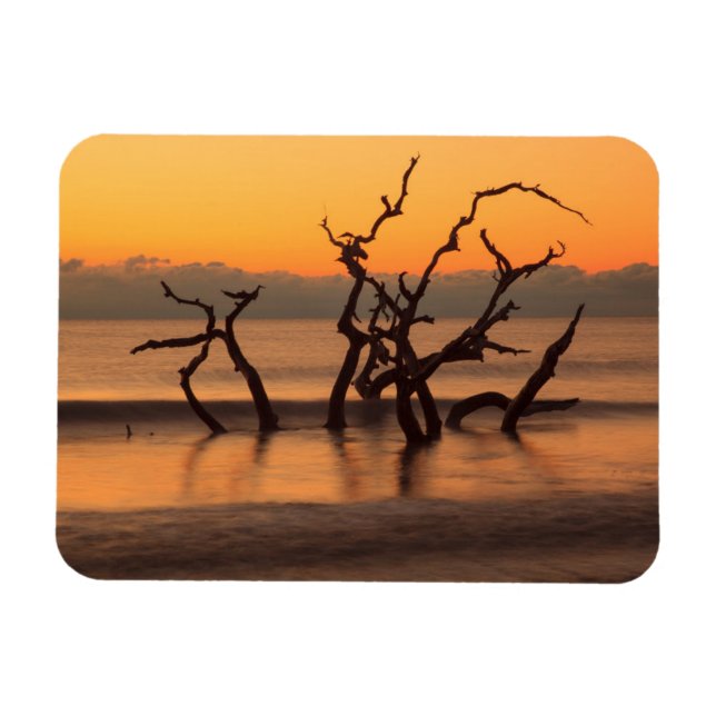 Driftwood Beach auf Sunrise Jekyll Island Georgia Magnet (Horizontal)