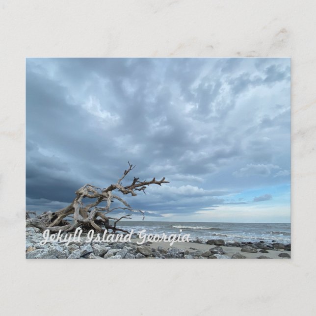 Driftwood Beach Postkarte (Vorderseite)