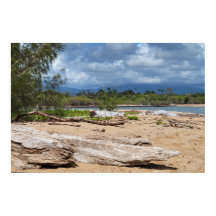 Driftwood Beach Szene