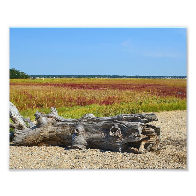 Driftwood Marsh Foto Print (Vorne)