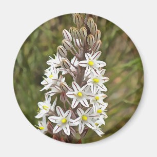 Drimia Maritima oder Island Zwiebelkunst Magnet
