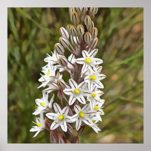 Drimia Maritima oder Island Zwiebelkunst Poster