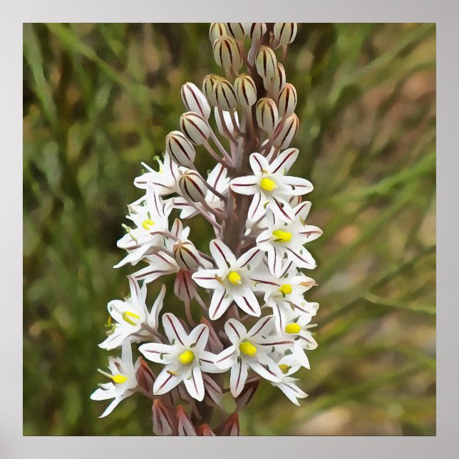 Drimia Maritima oder Island Zwiebelkunst Poster (Vorne)