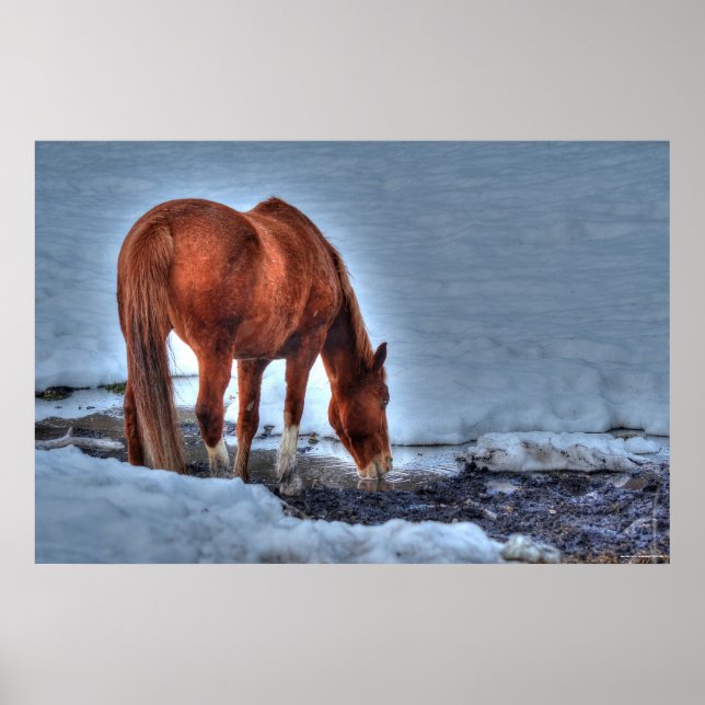 Dringende Red Dun Ranch Pferde Equine Foto Poster (Vorne)