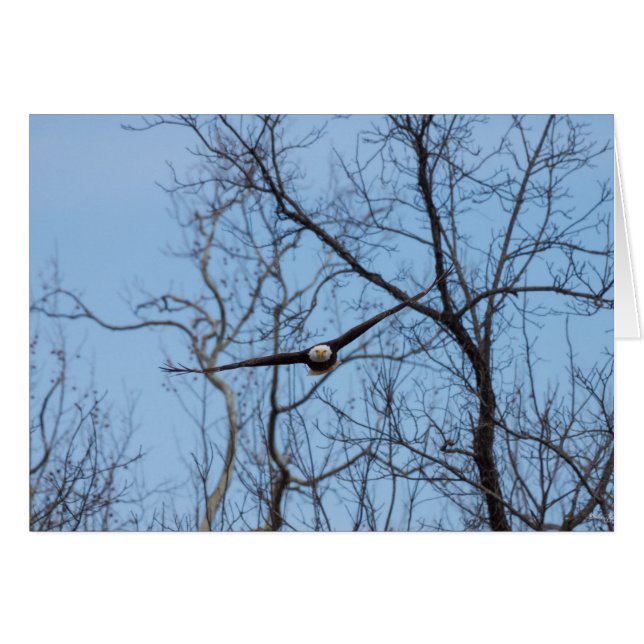 Droite Sur Aigle (Devant Horizontal)