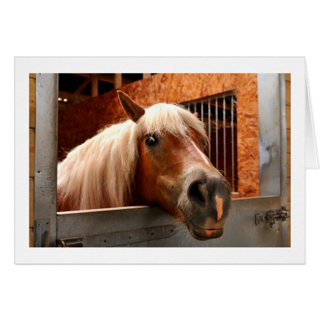 Drôle cheval (Devant horizontal)