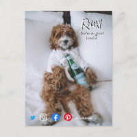 drôle de carte postale relax lit chien