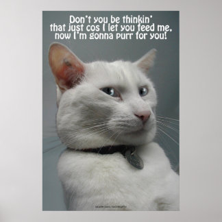 Drôle Humour de chat blanc Poster d'amoureux des a
