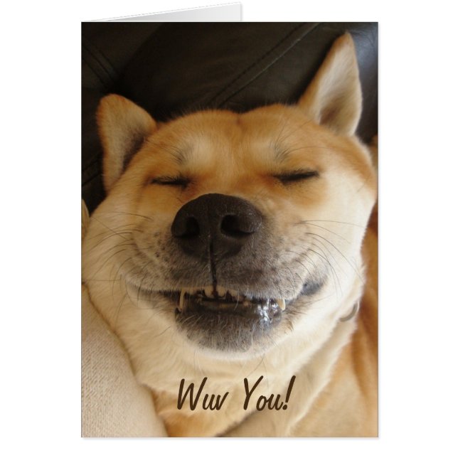 drôle japonaise akita avec un sourire fou mignon c (Devant)