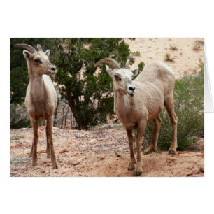 Drôle Mouton de Bighorn dans le parc national Zion