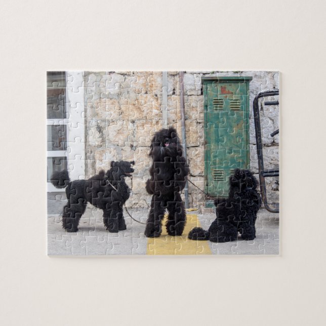 Drôle puzzle poodles (Horizontal)