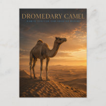 Dromedar-Kamel-Wüsten-Dünen TIERE