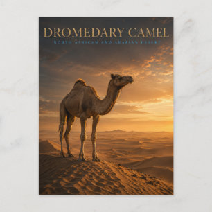 Dromedar-Kamel-Wüsten-Dünen TIERE Postkarte