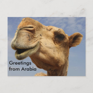 Dromedary camel postkarte