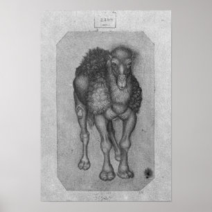 Dromedary, vom Vallardi Album Poster
