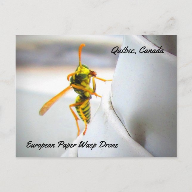 Drone (Polistes dominula) Postkarte (Vorderseite)