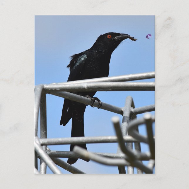 DRONGO BIRD MIT ANGENEHMEN LÄNDLICHEN QUEENSLAND A POSTKARTE (Vorderseite)