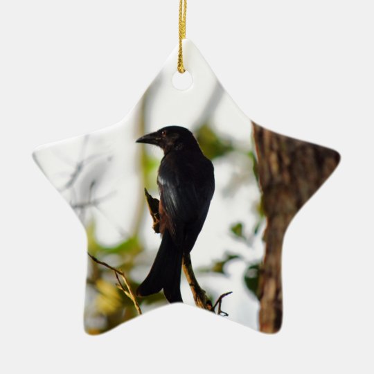 DRONGO-VOGEL LÄNDLICHES QUEENSLAND AUSTRALIEN KERAMIK Stern-Ornament