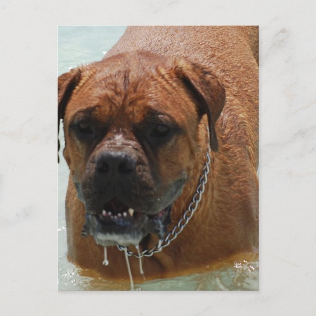 Drooling Bordeaux Mastiff Postkarte (Vorderseite)