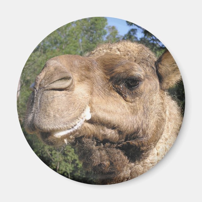 Drooling Camel Magnet (Vorne)