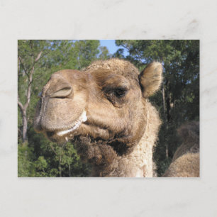 Drooling Camel Postcard Postkarte