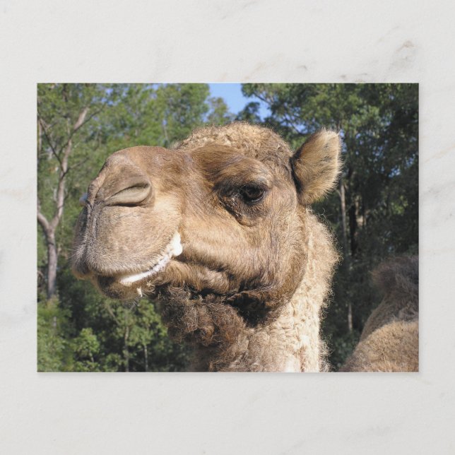 Drooling Camel Postcard Postkarte (Vorderseite)