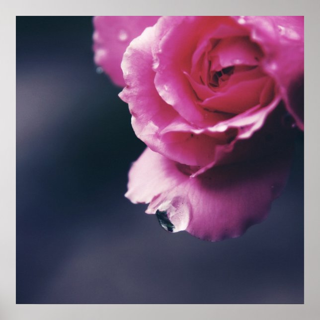 Drop auf rosa Rose Macro Abstrakt Poster (Vorne)