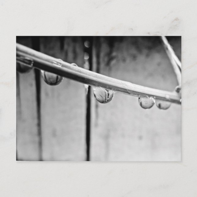 Droplets on Vine Postcard Postkarte (Vorderseite)