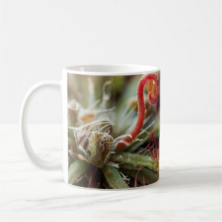 Drosera Capillaris Kaffeetasse