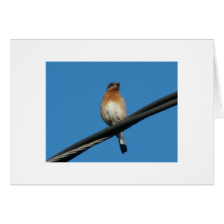 Drossel, Ihnen einen Tag des Glückes wünschend