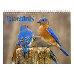 Drossel-Wandkalender Kalender