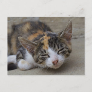 Drowsing Calico Kitten Postkarte
