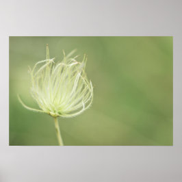 Druck: Apache Plume Poster