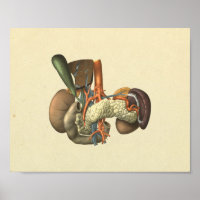 Druck der Anatomie menschlicher innerer Organe