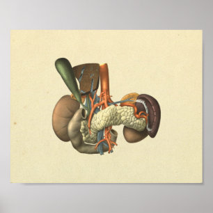 Druck der Anatomie menschlicher innerer Organe Poster