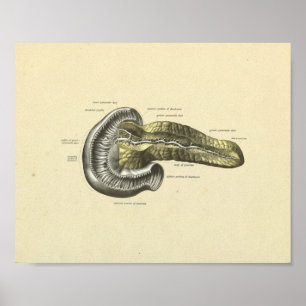 Druck der inneren Anatomie der menschlichen Bauchs Poster