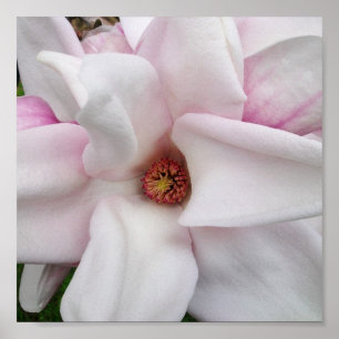 Druck der Magnolien-8x8 Poster