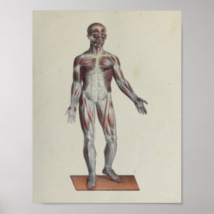 Druck der Muskel-Faszien-Anatomie anterior Poster