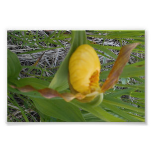 Druck des Foto-6x4