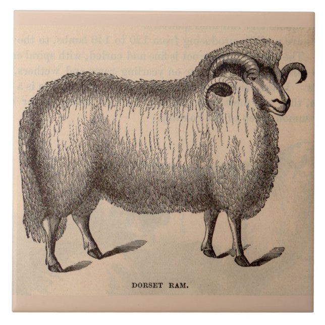 Druck Dorset ram aus dem 19. Jahrhundert Fliese (Vorderseite)