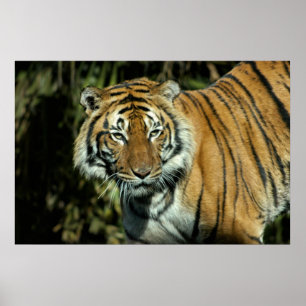 Druck: Malaiischer Tiger Poster