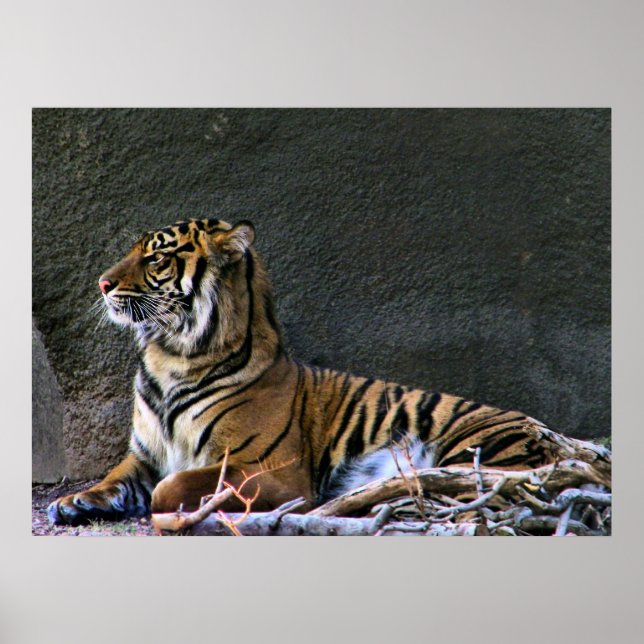 Druck Poster (Vorne)