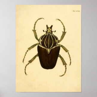 Drucke "Entomologie I"
