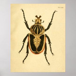 Drucke "Entomologie II"