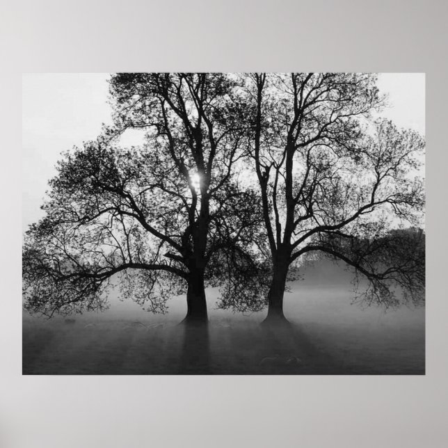 DRUCKEN - 2 große Bäume schwarz und weiß Poster (Vorne)
